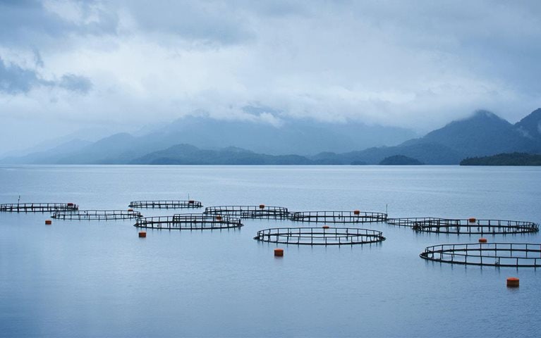 How machine learning is helping take waste out of aquaculture