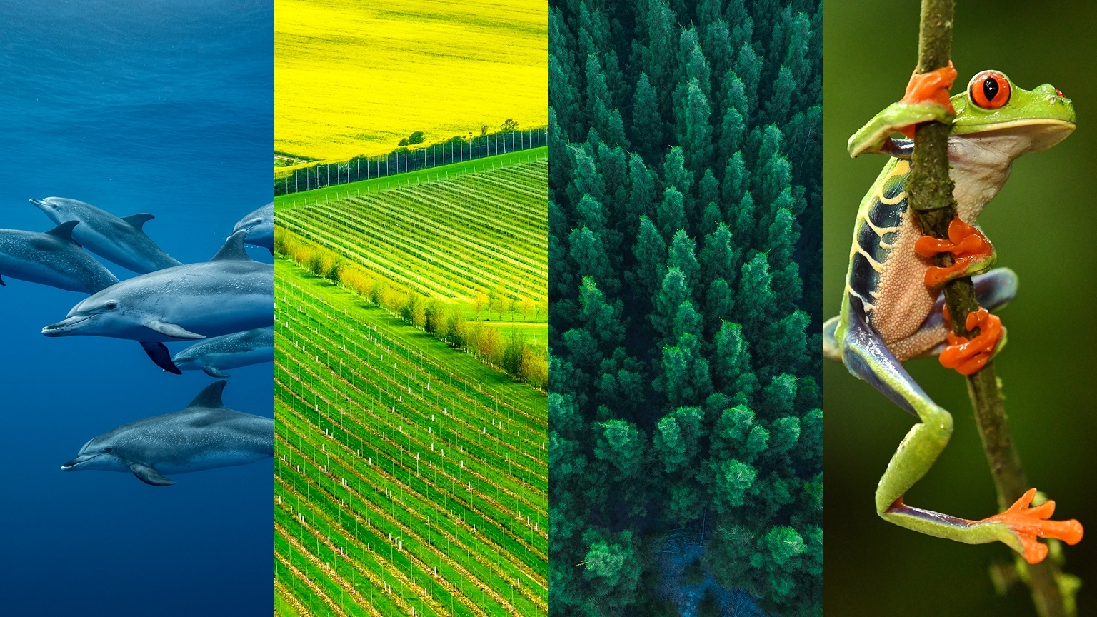 four panels: dolphins | Solar farm | bird's eye view of trees | frog   