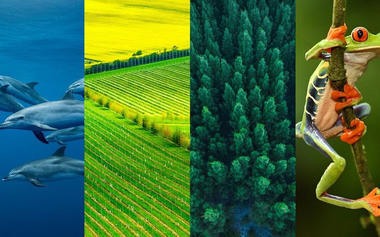 How McKinsey fellows are advancing nature conservation