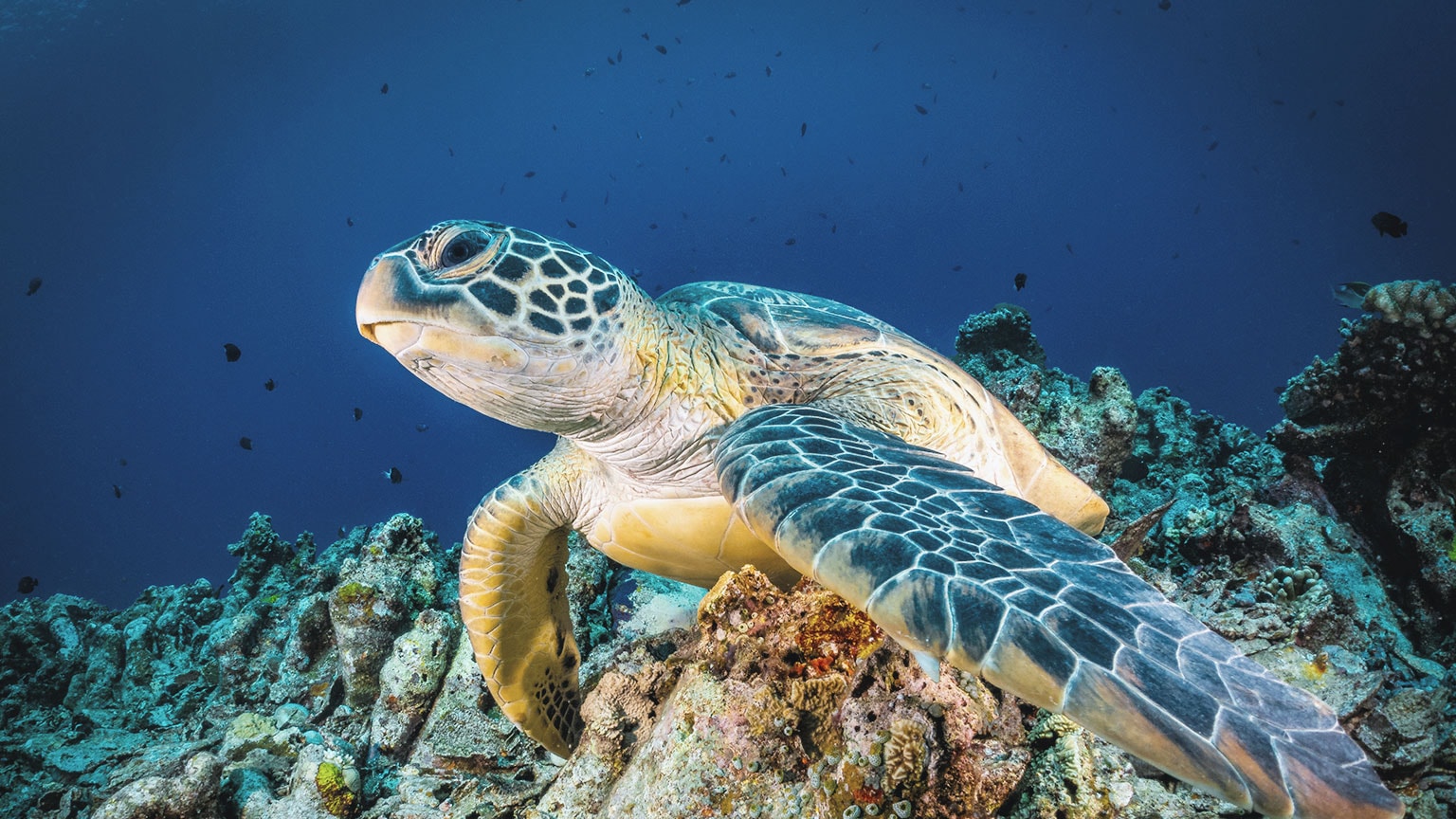 Protecting the ocean: Young innovators share big ideas