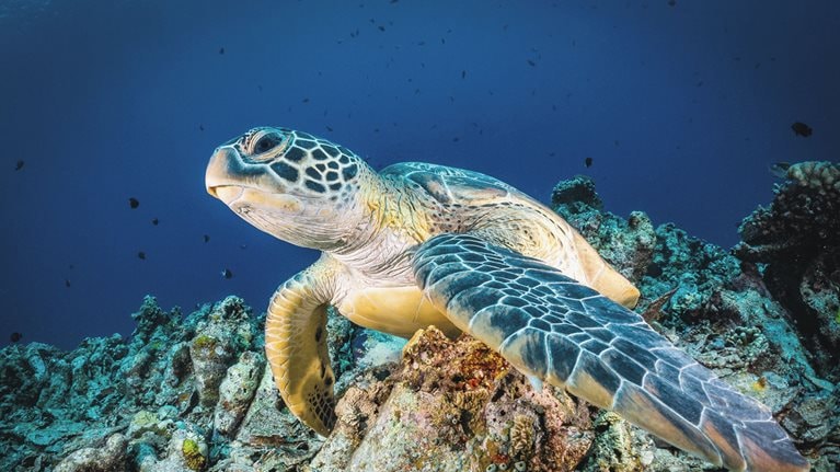 Protecting the ocean: Young innovators share big ideas