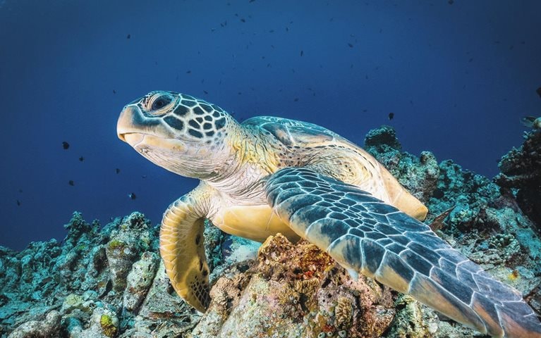 Protecting the ocean: Young innovators share big ideas