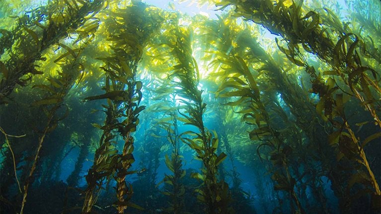 McKinsey partners with Stripe, Alphabet, Shopify, and Meta on $925 million carbon removal commitment