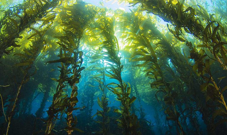 McKinsey partners with Stripe, Alphabet, Shopify, and Meta on $925 million carbon removal commitment