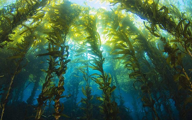 McKinsey partners with Stripe, Alphabet, Shopify, and Meta on $925 million carbon removal commitment