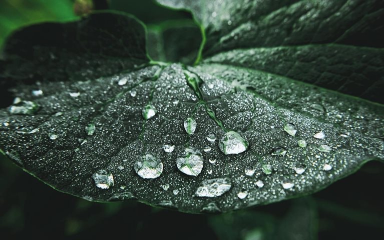 Our latest commitment to protect the planet: Reaching net-zero climate impact by 2030