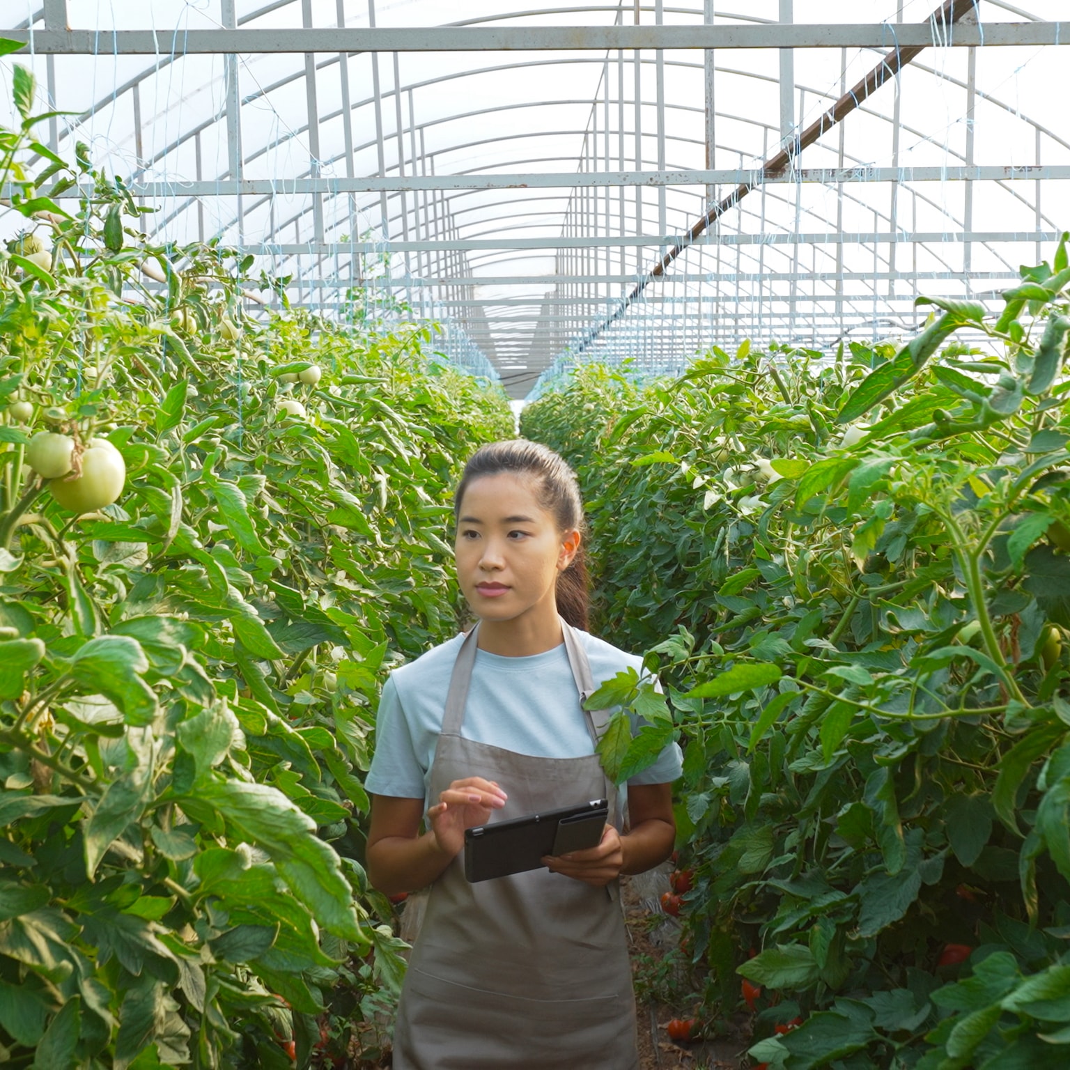 A woman standing in a greenhouse surrounded by a tomato crop