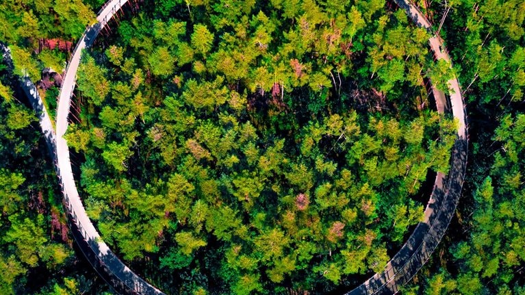 Aerial view of elevated bicycle lane between the tree tops with circle shape in the middle of Belgium forest