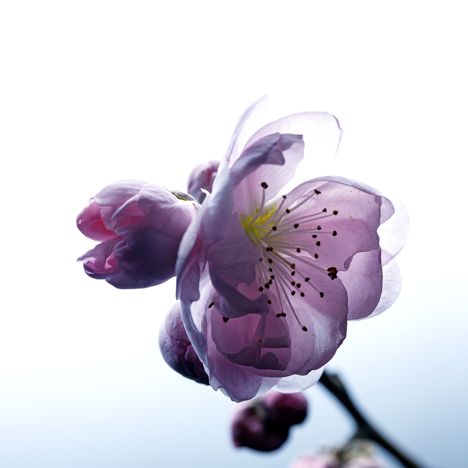 Close up image of a soft peach blossom with translucent petals.