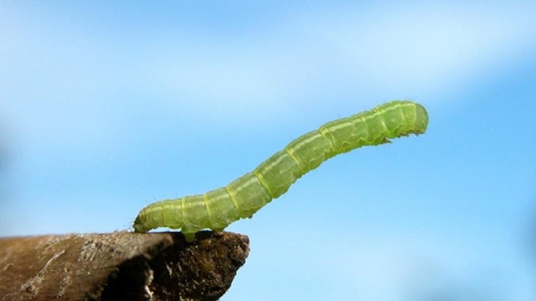 Image_hero-game-of-inches-app