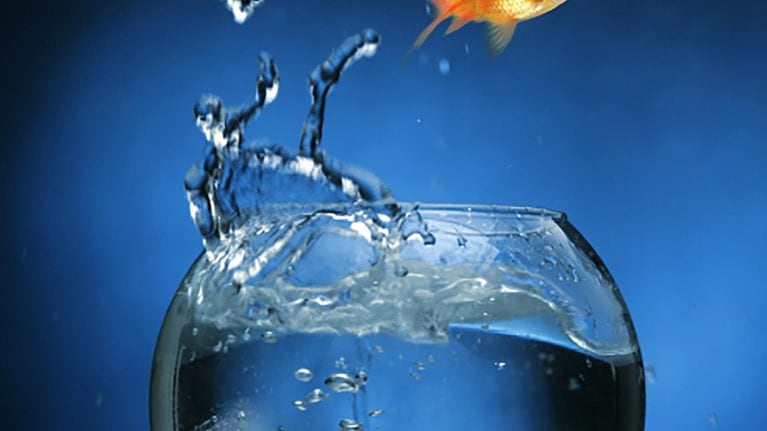 Image_hero-can-a-goldfish-app