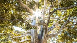 The new growth game: Beating the market with digital and analytics