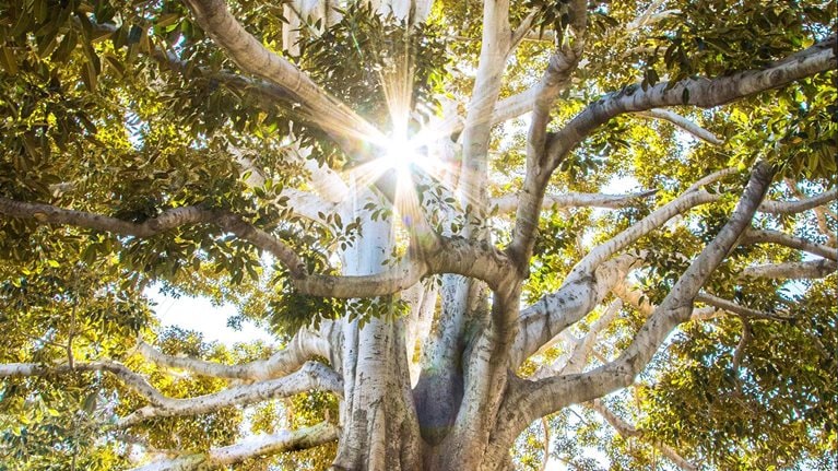 The new growth game: Beating the market with digital and analytics