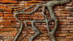 The roots of organic growth