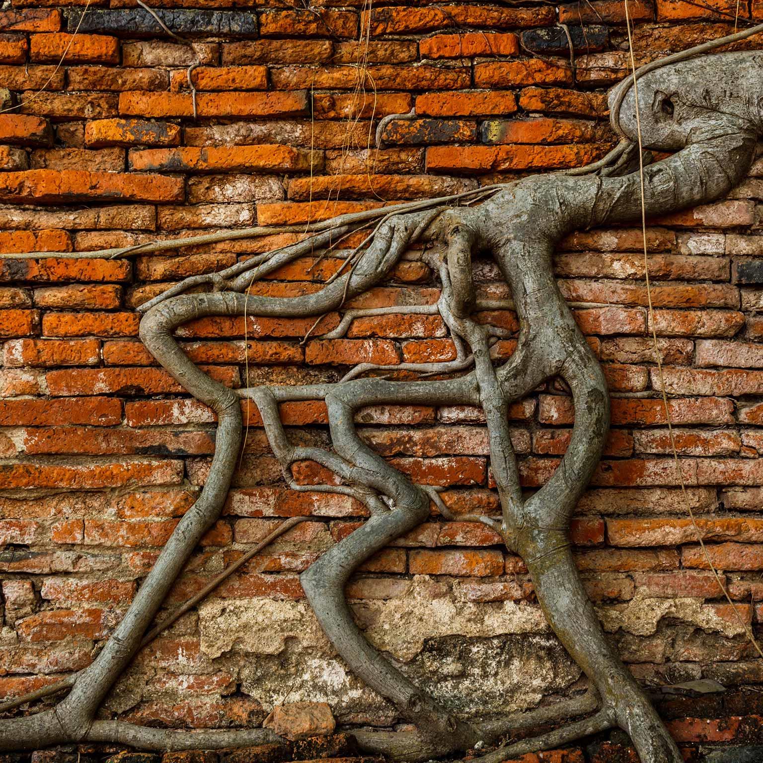 Roots-of-growth_thumb_1536x1536_200_Standard