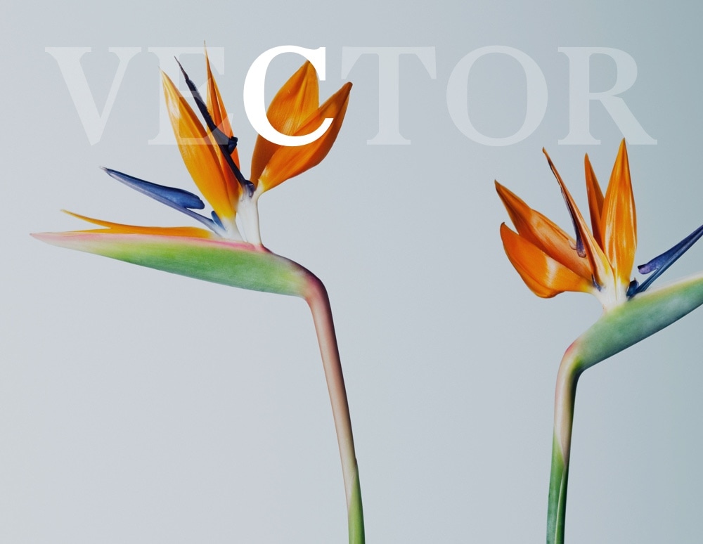 Two birds of paradise flowers with the C highlighted in VECTOR text overlay