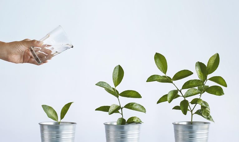 Three small plants getting watered