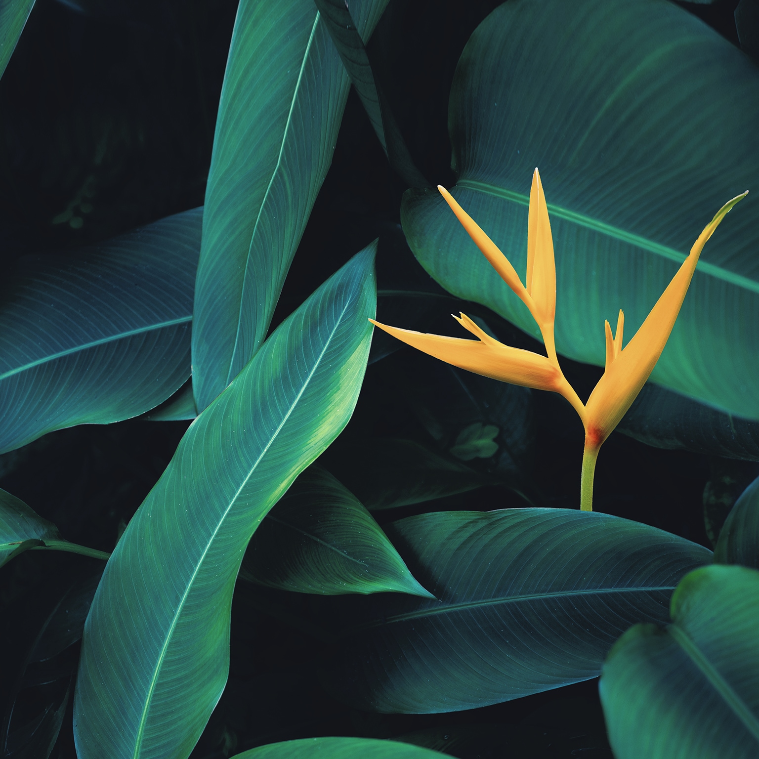 Building e-commerce ecosystems on Amazon: A conversation with Rainforest's JJ Chai