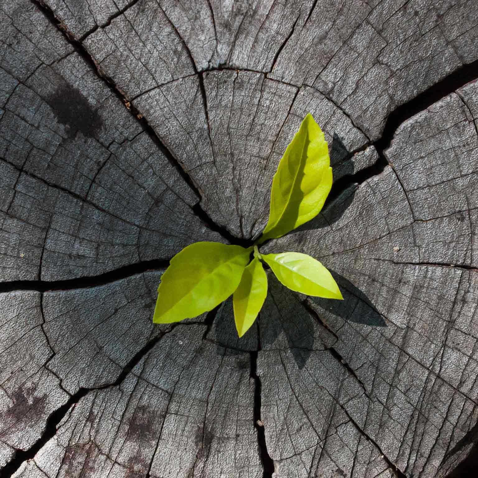 Setting an agenda for organic growth in the digital age