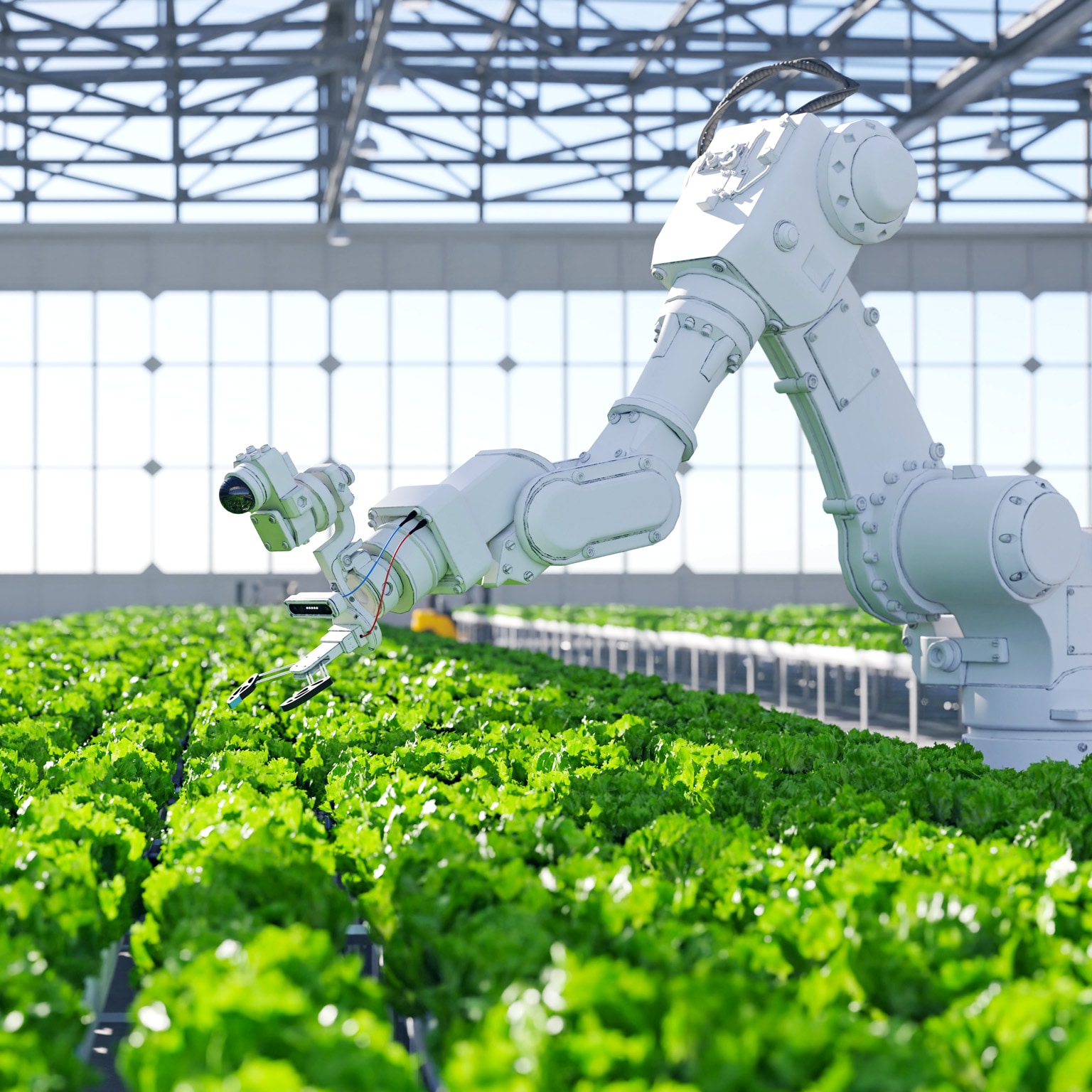 A robotic arm, equipped with sensors and grippers, is positioned over a field of green lettuce in a commercial greenhouse.