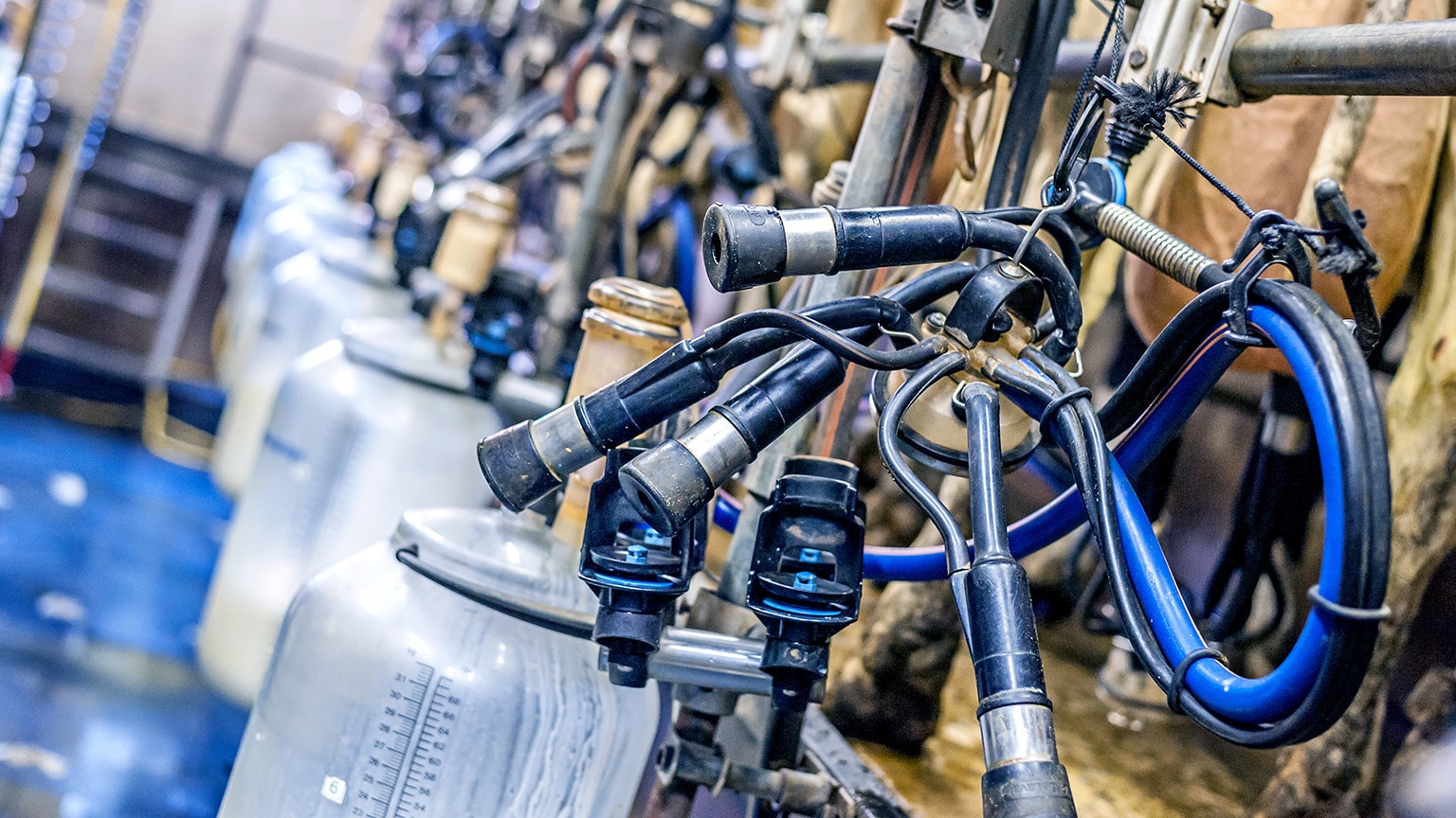 Close-up image of a row of milking machines.