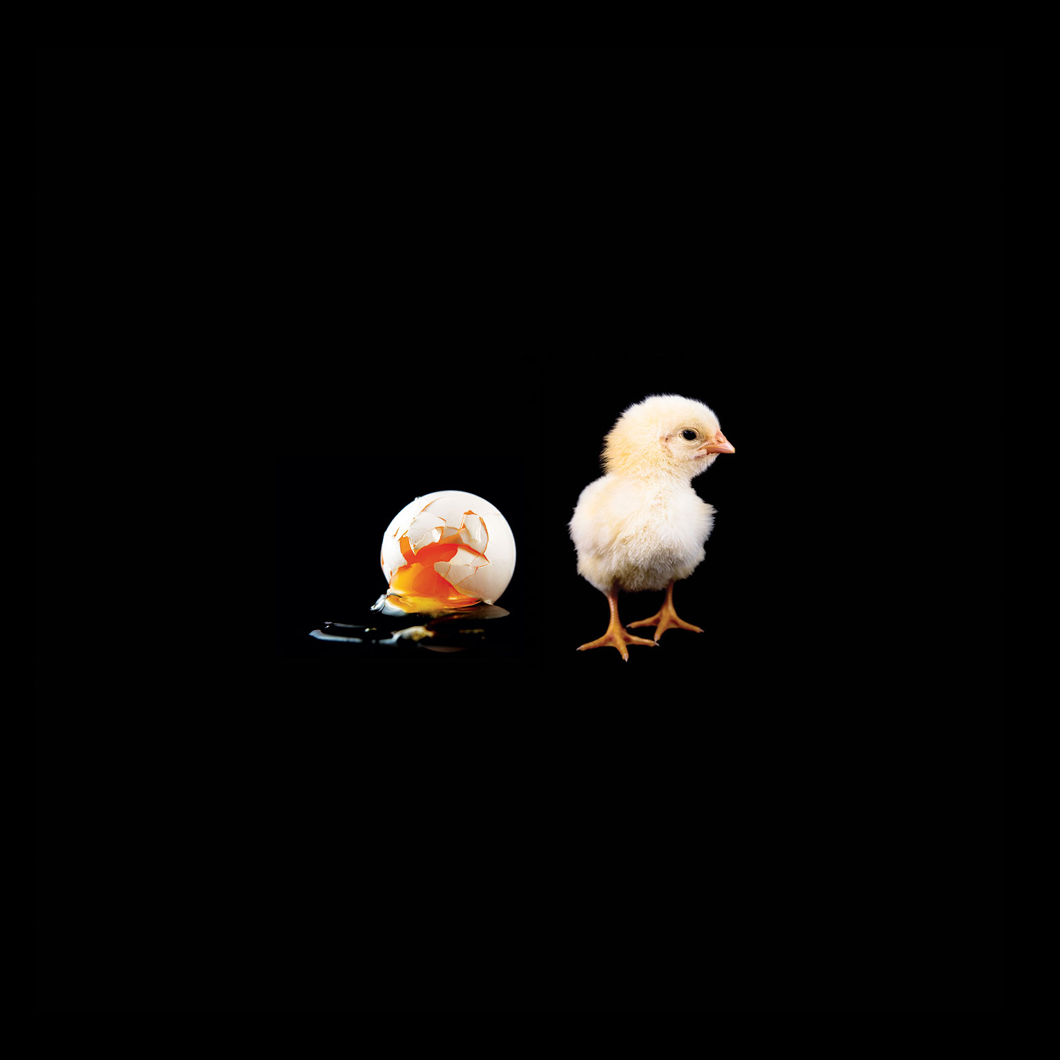 Photo of a hatched chicken perched near a cracked and runny egg