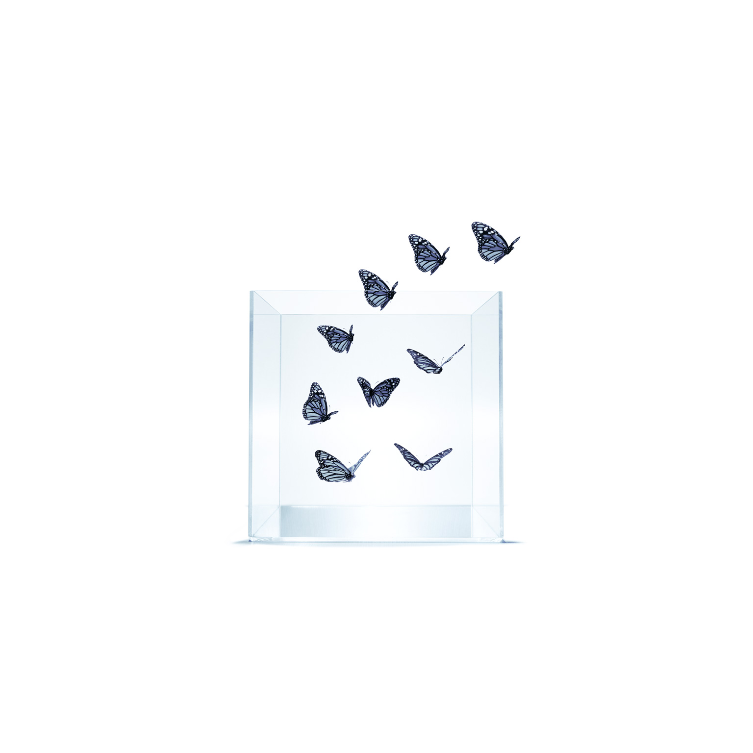 Photo of monarch butterflies flying out of glass jar