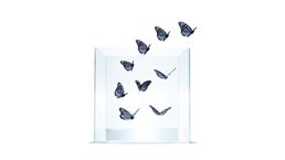 Photo of monarch butterflies flying out of glass jar