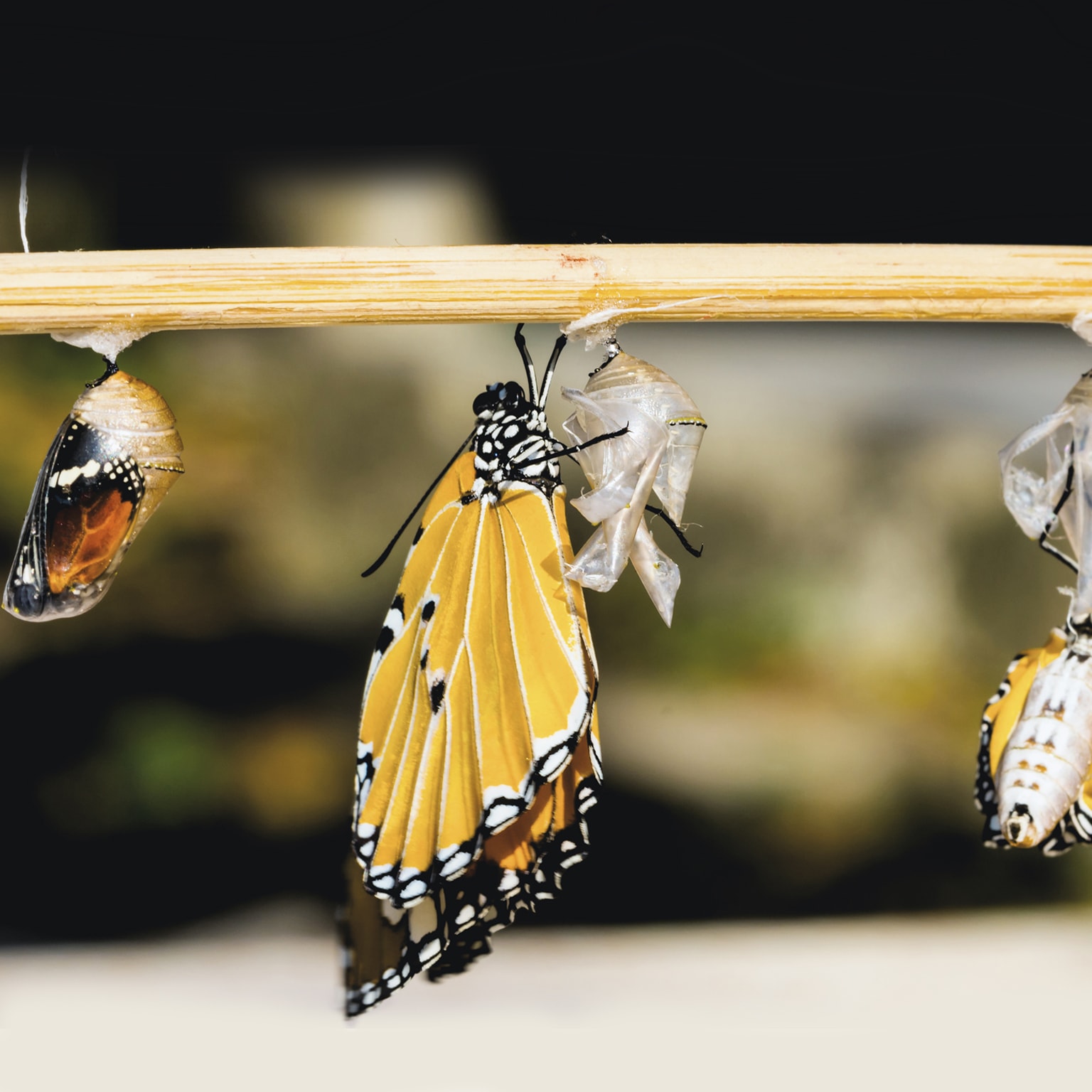A butterfly emerges from its chrysalis stage.