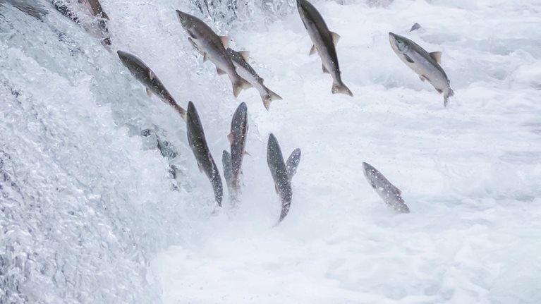 Future proof: Solving the ‘adaptability paradox’ for the long term