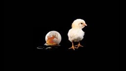 Photo of a hatched chicken perched near a cracked and runny egg