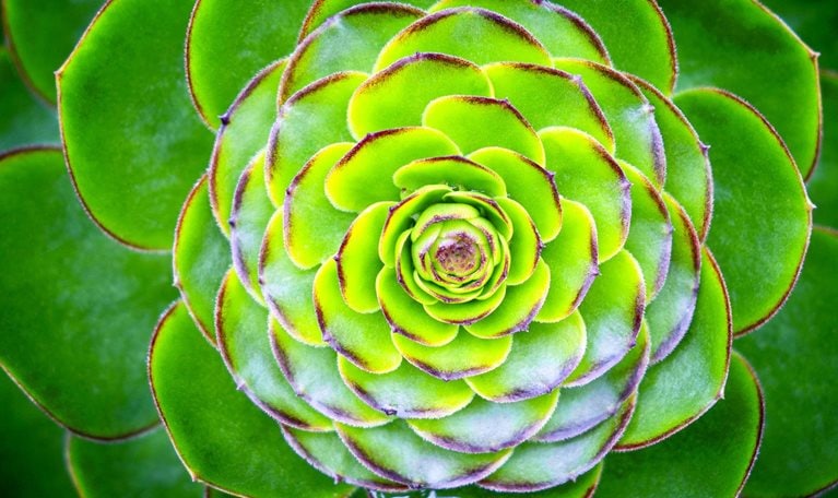 Image of a vibrant green succulent plant.