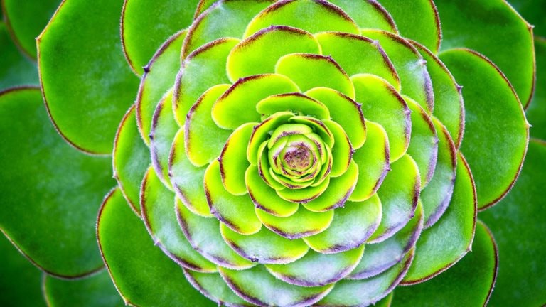 Image of a vibrant green succulent plant.