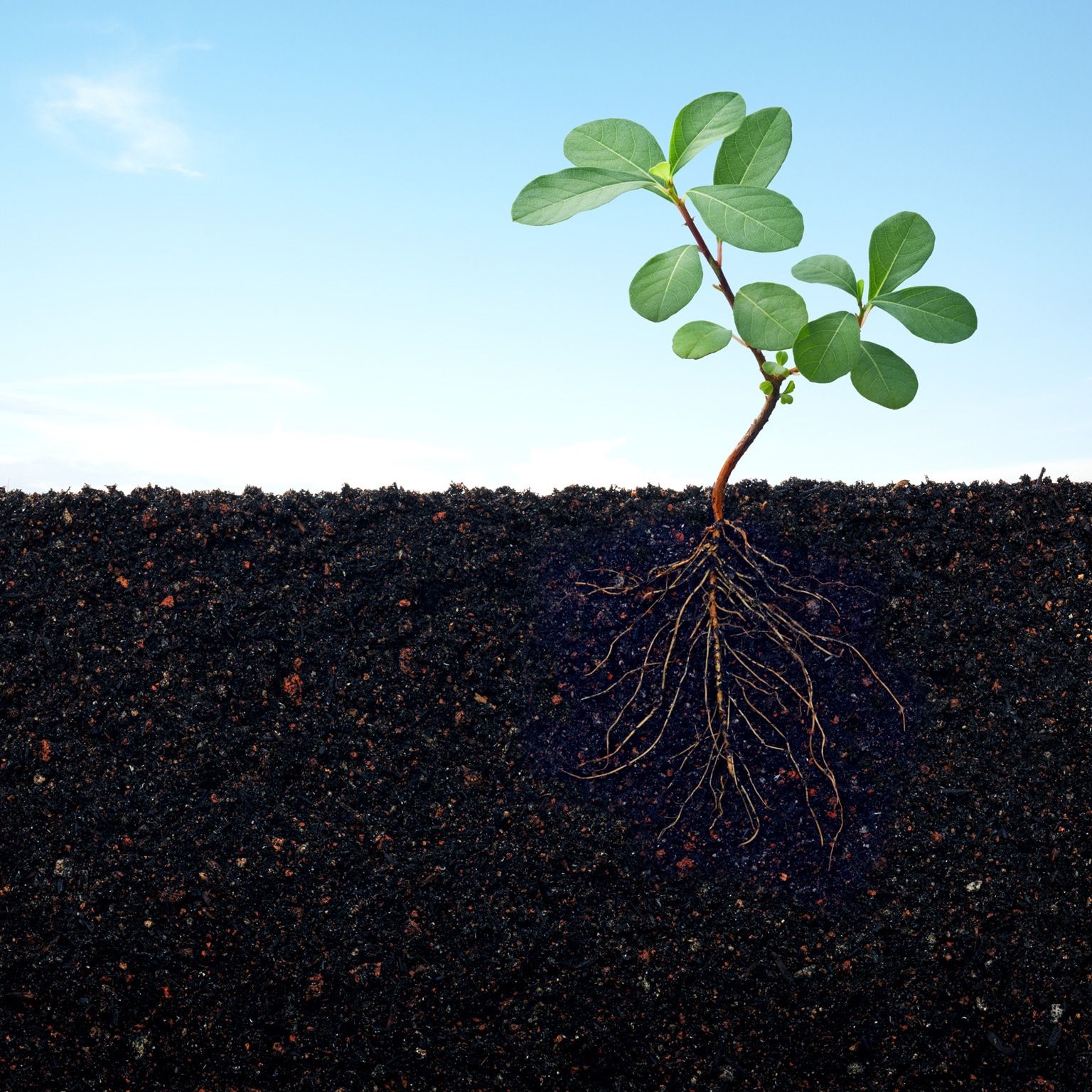 Plant growing in soil