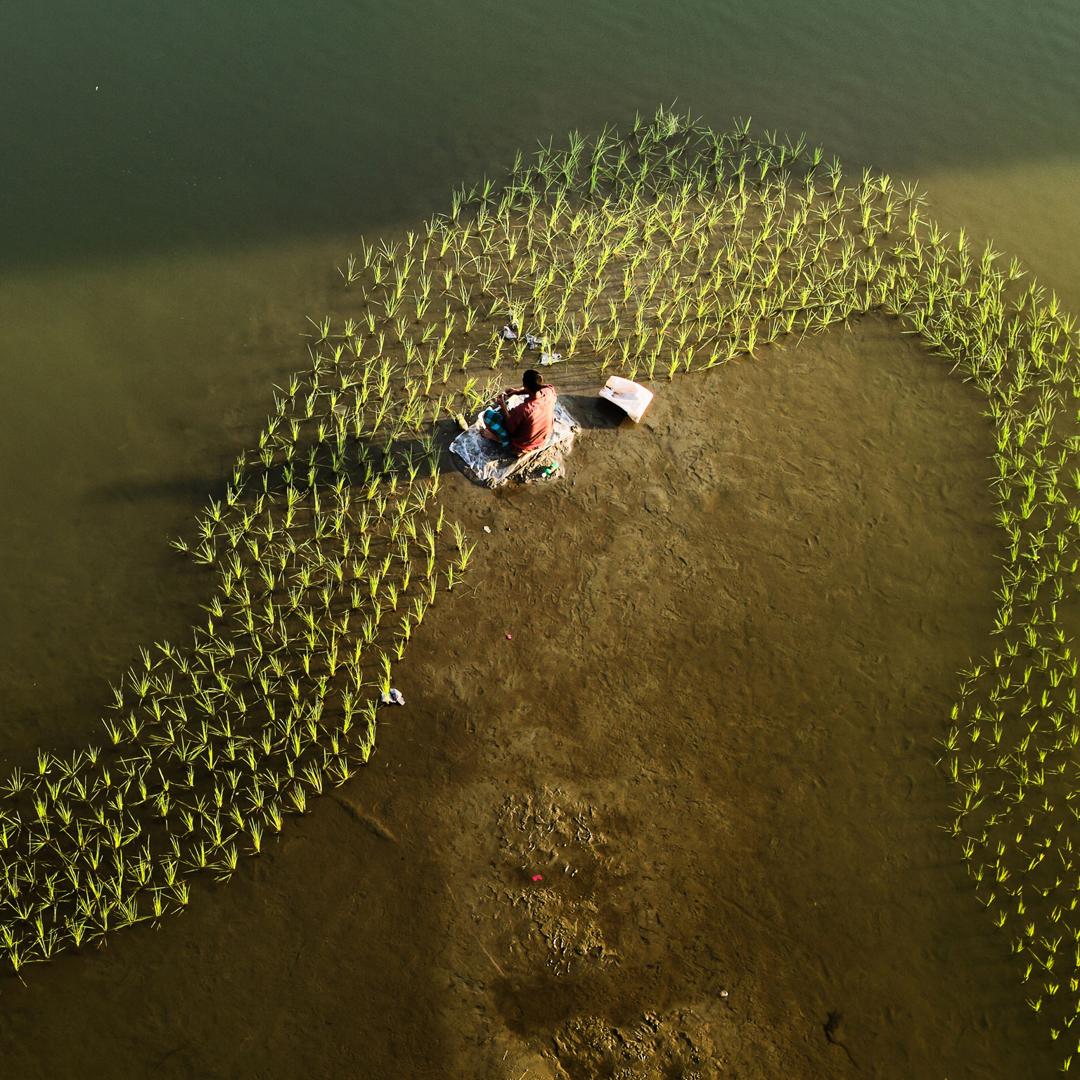 Shaping individual development along the S-curve