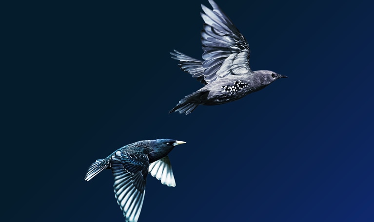 The journey to an agile organization