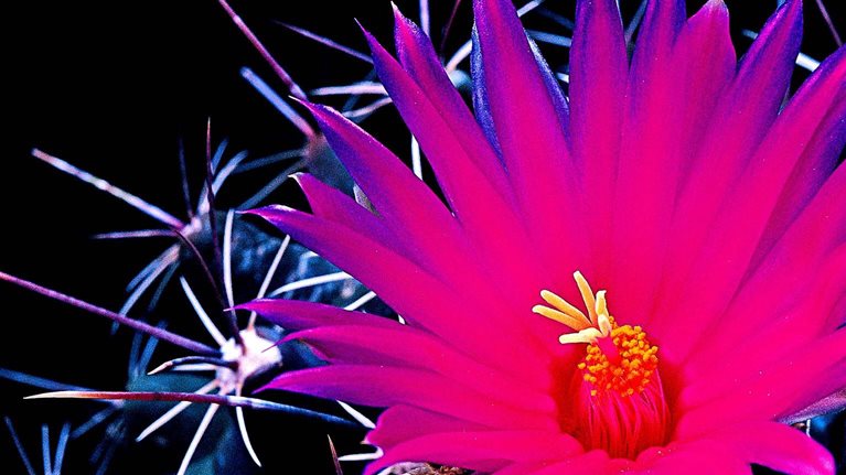 Close-up of a bright pink cactus flower with yellow center, surrounded by sharp spines against a black background.