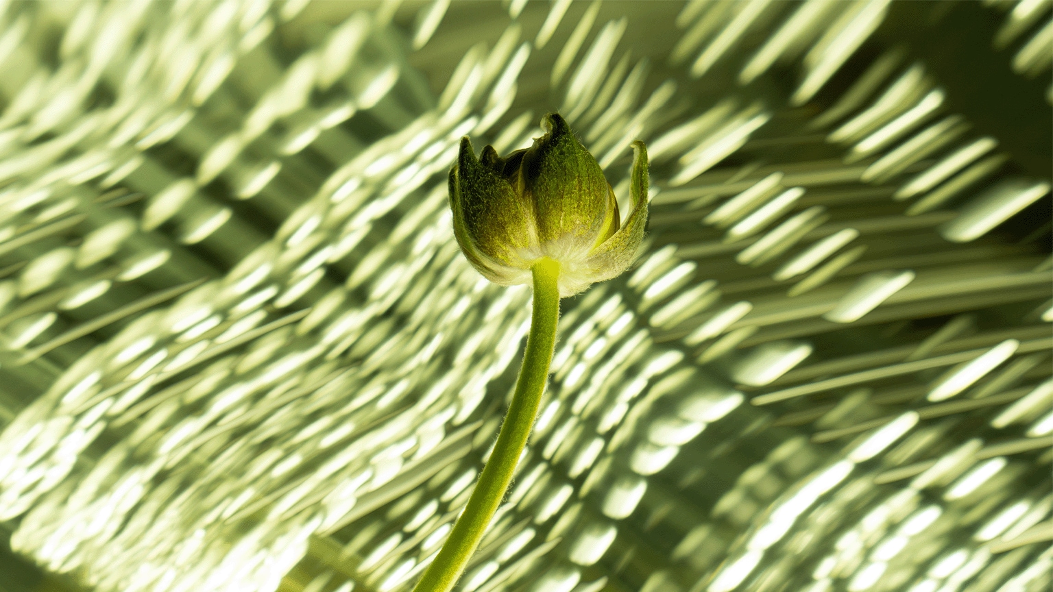 photo of flower under blanket