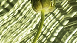 photo of flower under blanket