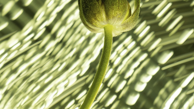 photo of flower under blanket