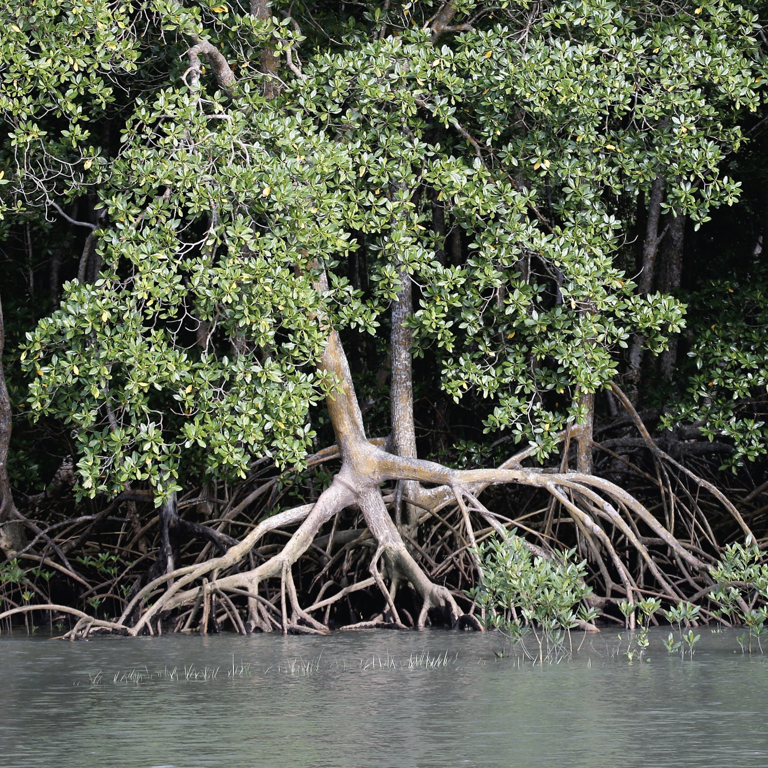 Mangrove forest