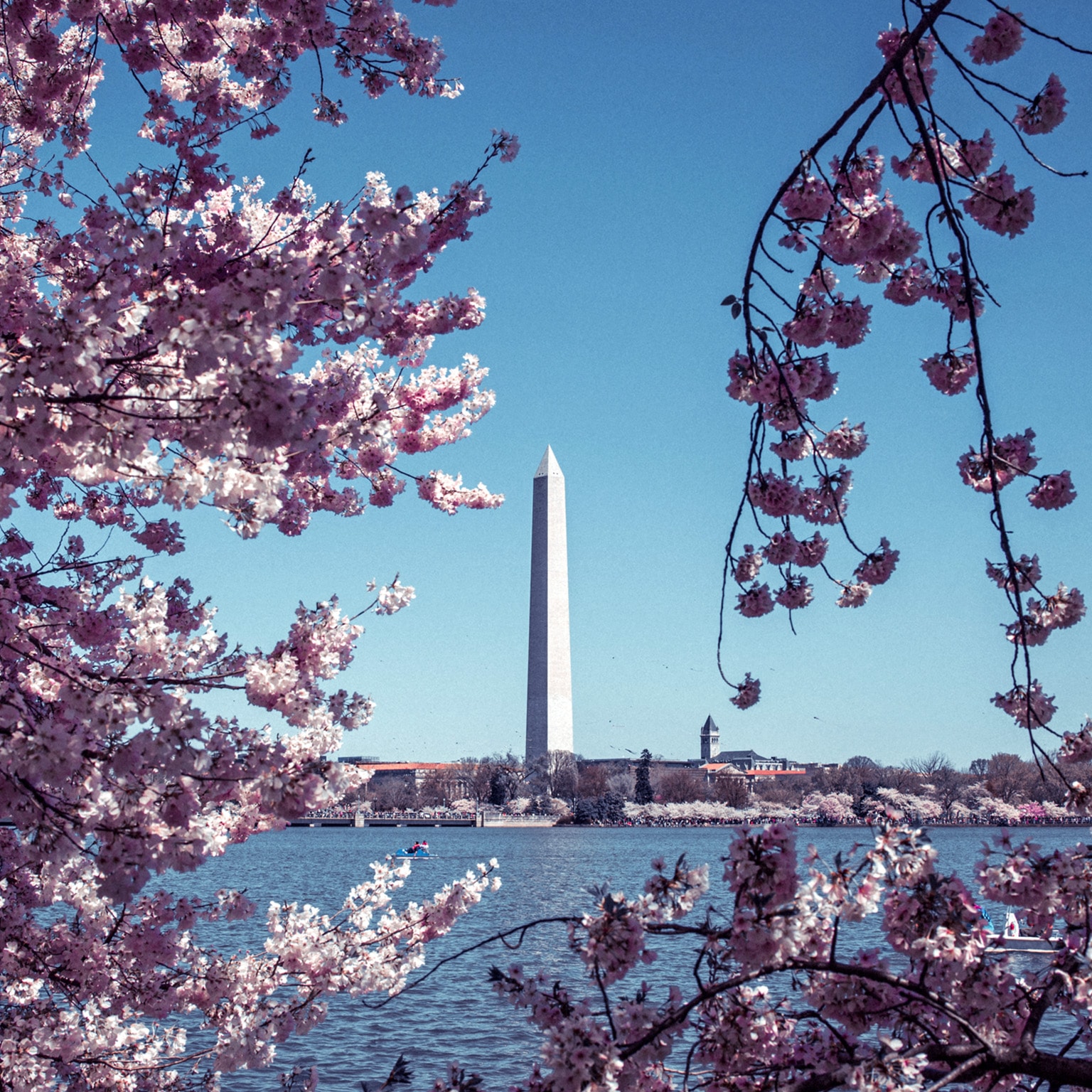 A view of Washington Monument from the Tidal Basin during daytime and full cherry blossom bloom.