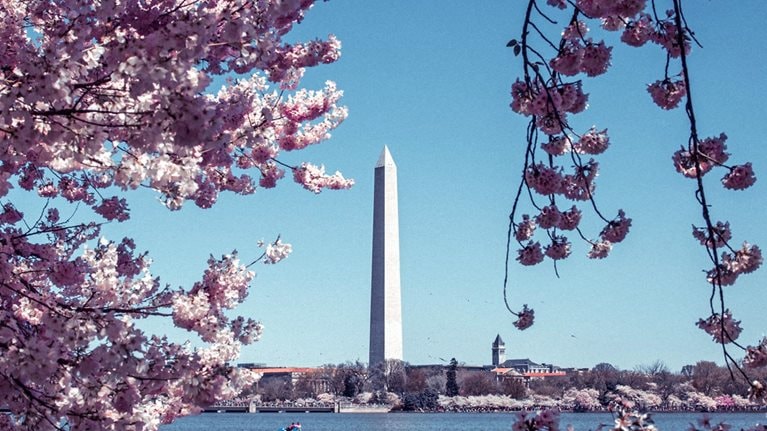 A view of Washington Monument from the Tidal Basin during daytime and full cherry blossom bloom.