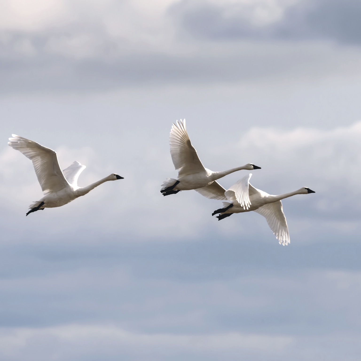 Three tundra swans in flight