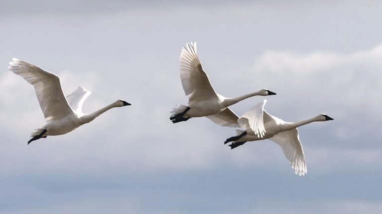 Three tundra swans in flight