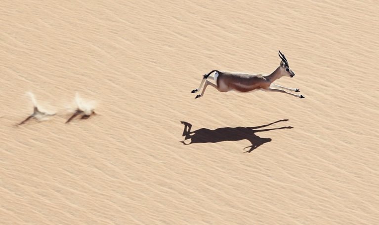 Agile business portfolio management