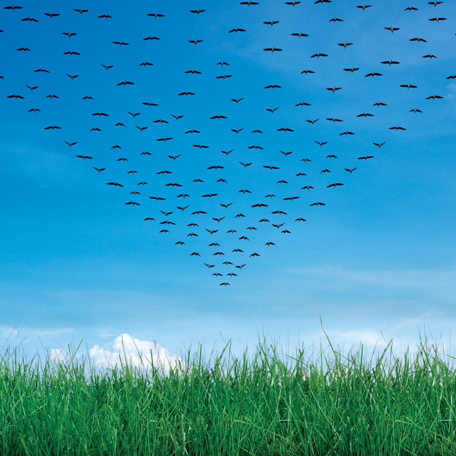 Birds flying over a large field