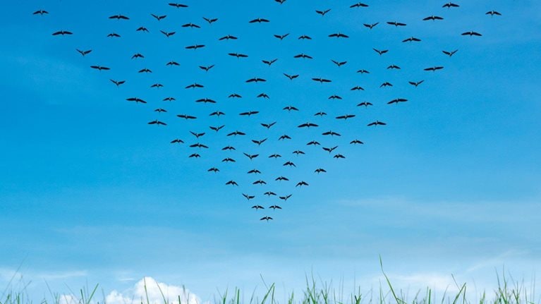 Birds flying over a large field