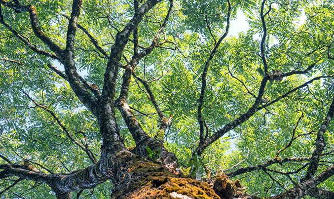 ESG impact and effective ESG operating models - Vimarsana News