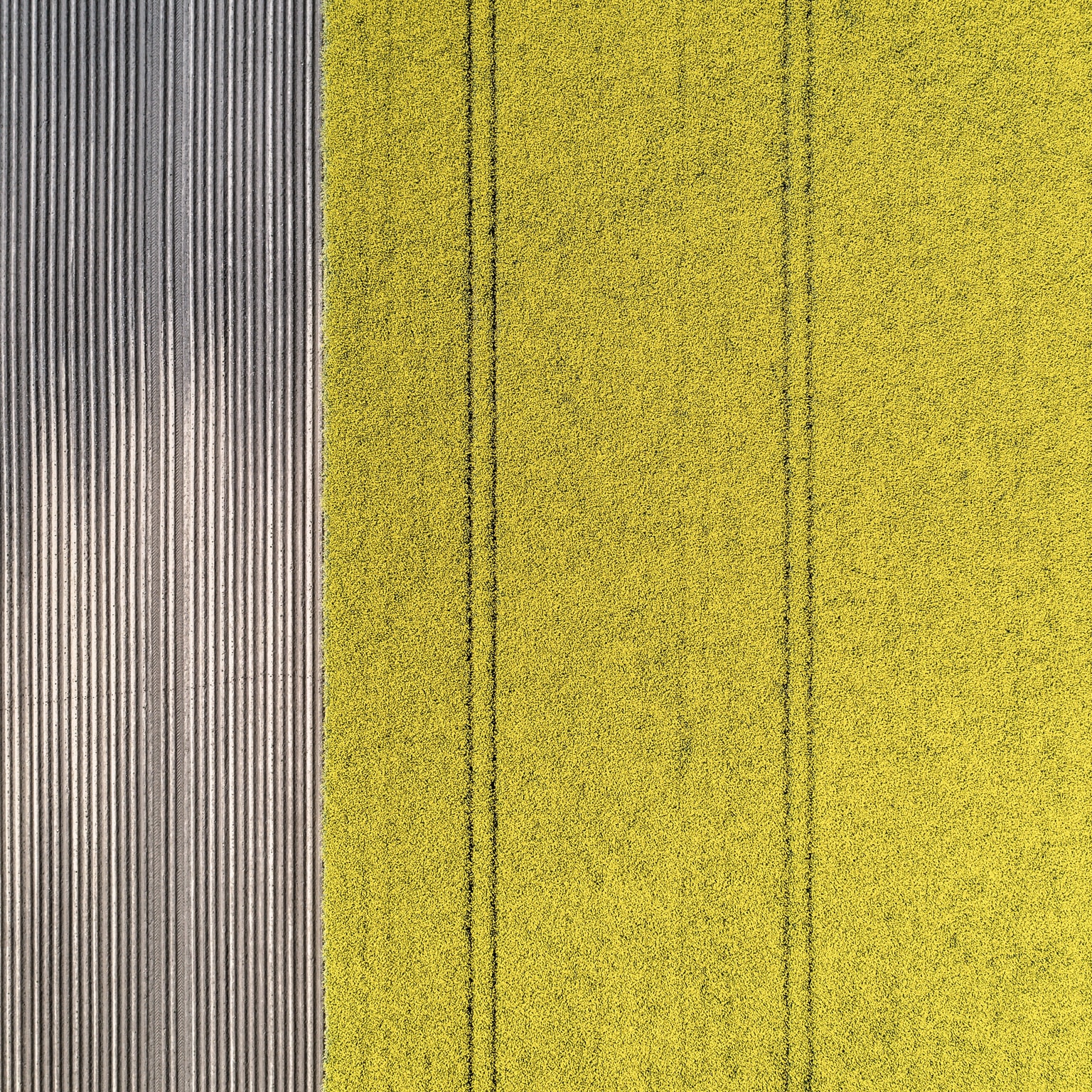 Aerial view of a canola field